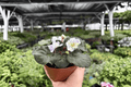 Harmony’s Cotton Candy African Violet – 2 Exact Live Plants, 4-Inch (Bare Root)