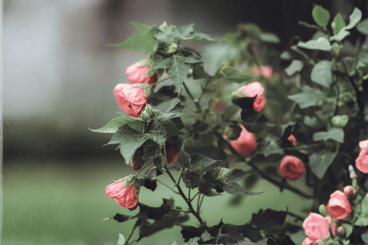Kristin's Pink Flowering Maple Abutilon 'Kristin's Pink' - 1 Gallon Live Plant