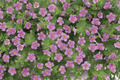 Scopia Gulliver Pink Bacopa (Sutera cordata) – 1 Live Plant in 4-Inch Pot