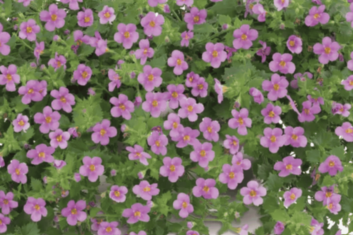 Scopia Gulliver Pink Bacopa (Sutera cordata) – 1 Live Plant in 4-Inch Pot