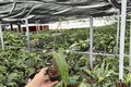 Alocasia Boa Starter Plants (2) | Bare-Root, Unpotted