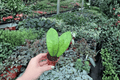 Hoya Callistophylla - 2 Live Starter Plants (2-Inch) | Hoya callistophylla