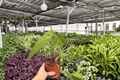 Anthurium Dorayaki x Papi - 2 Live Plants in 4-Inch Pots