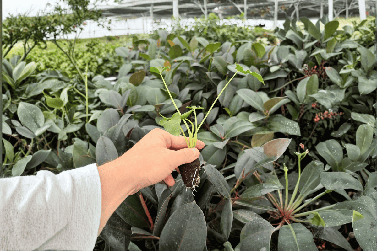Alocasia Triangularis Live Starter Plants (2) - Exact Plants Pictured