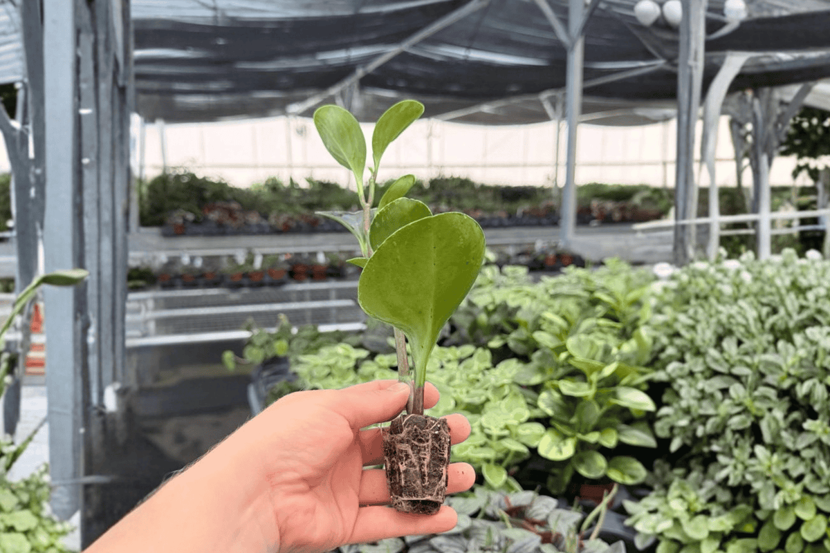 Marble Green Peperomia Starter Plants (2) - Variegated Peperomia albomarginata