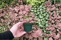 Anthurium brownii - 2 Live Starter Plants in Soil Pod (2-Inch Start)