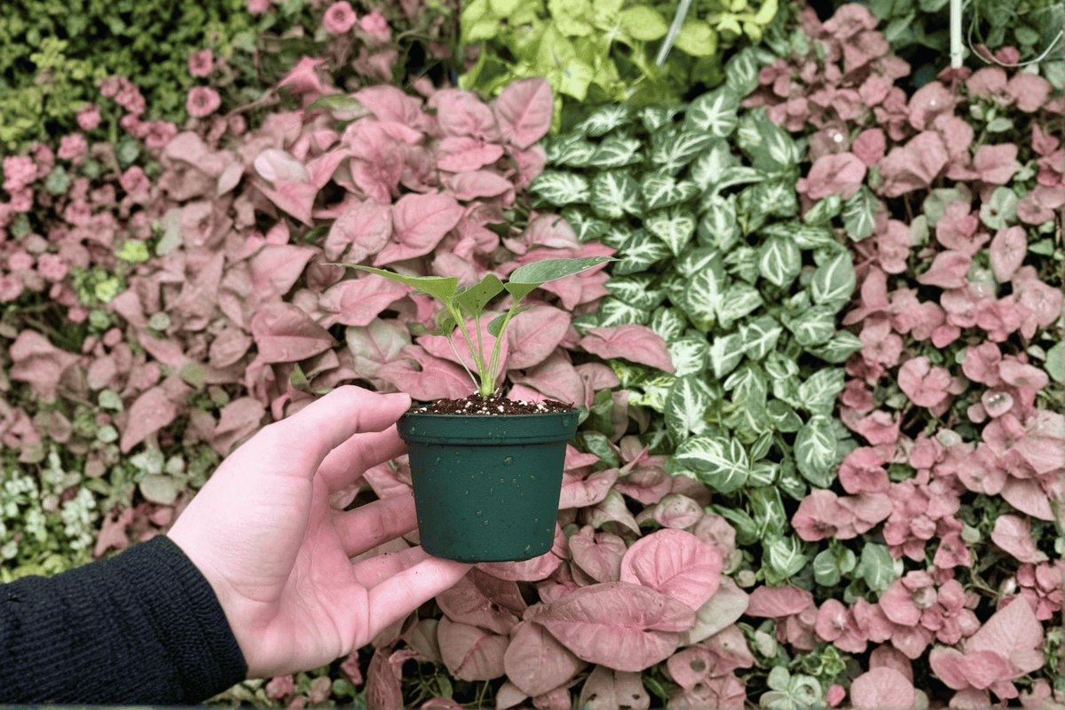 Anthurium brownii - 2 Live Starter Plants in Soil Pod (2-Inch Start)