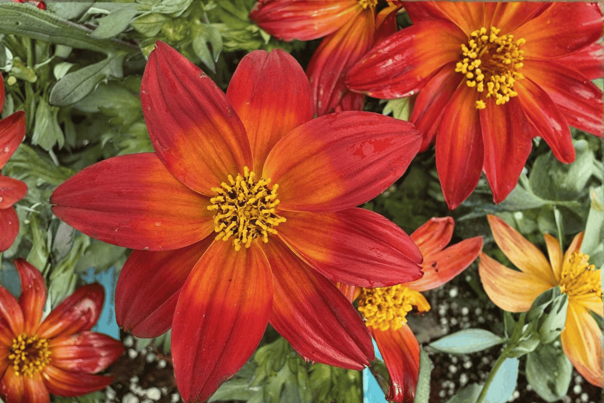 Bidens Smile Dark Red Beggarticks - 1 Live Plant in 4-Inch Pot