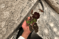 Night Eyes Begonia - 2 Live Starter Plants in Soil Pods (2-inch Starter Size)