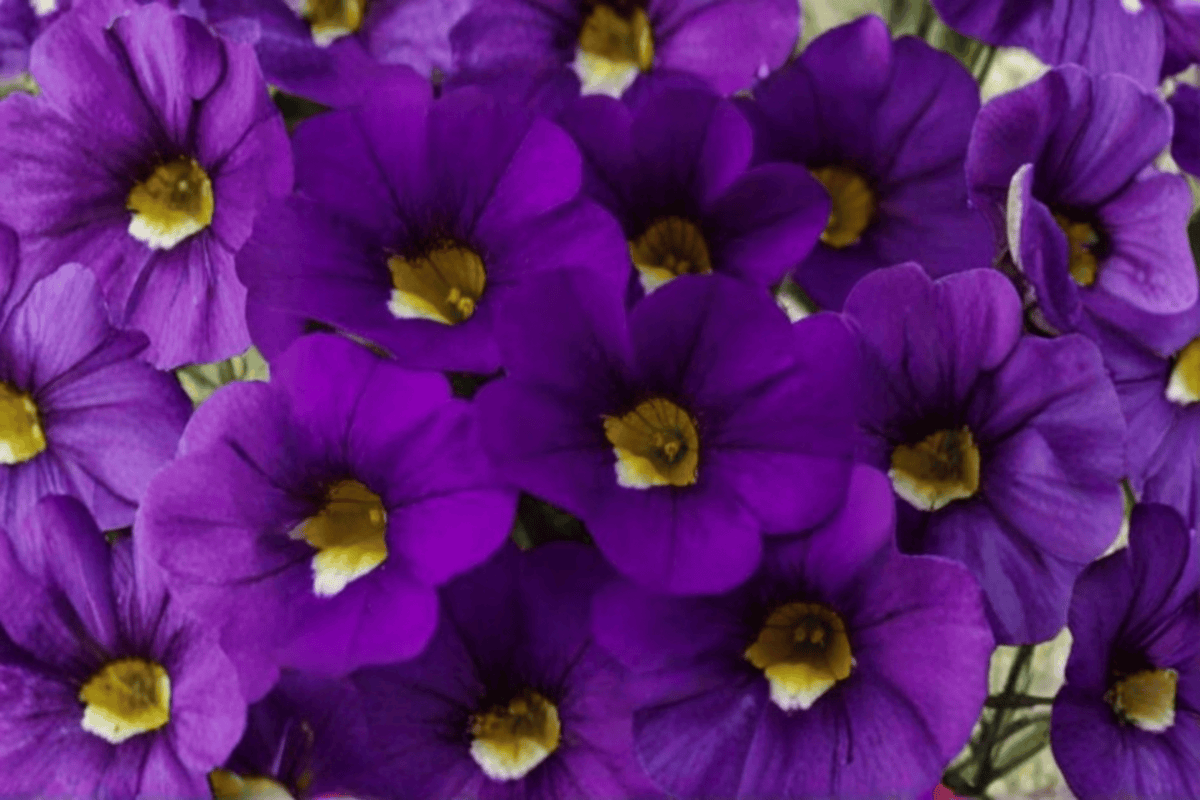 Calitastic Violaceous Million Bells (Calibrachoa) 4-Inch Pot | Live Plant