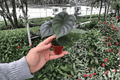 Alocasia baginda 'Dragon Scale' Starter Plants — 2 Live Bare-Root Dragonscale Alocasia (2-Pack)
