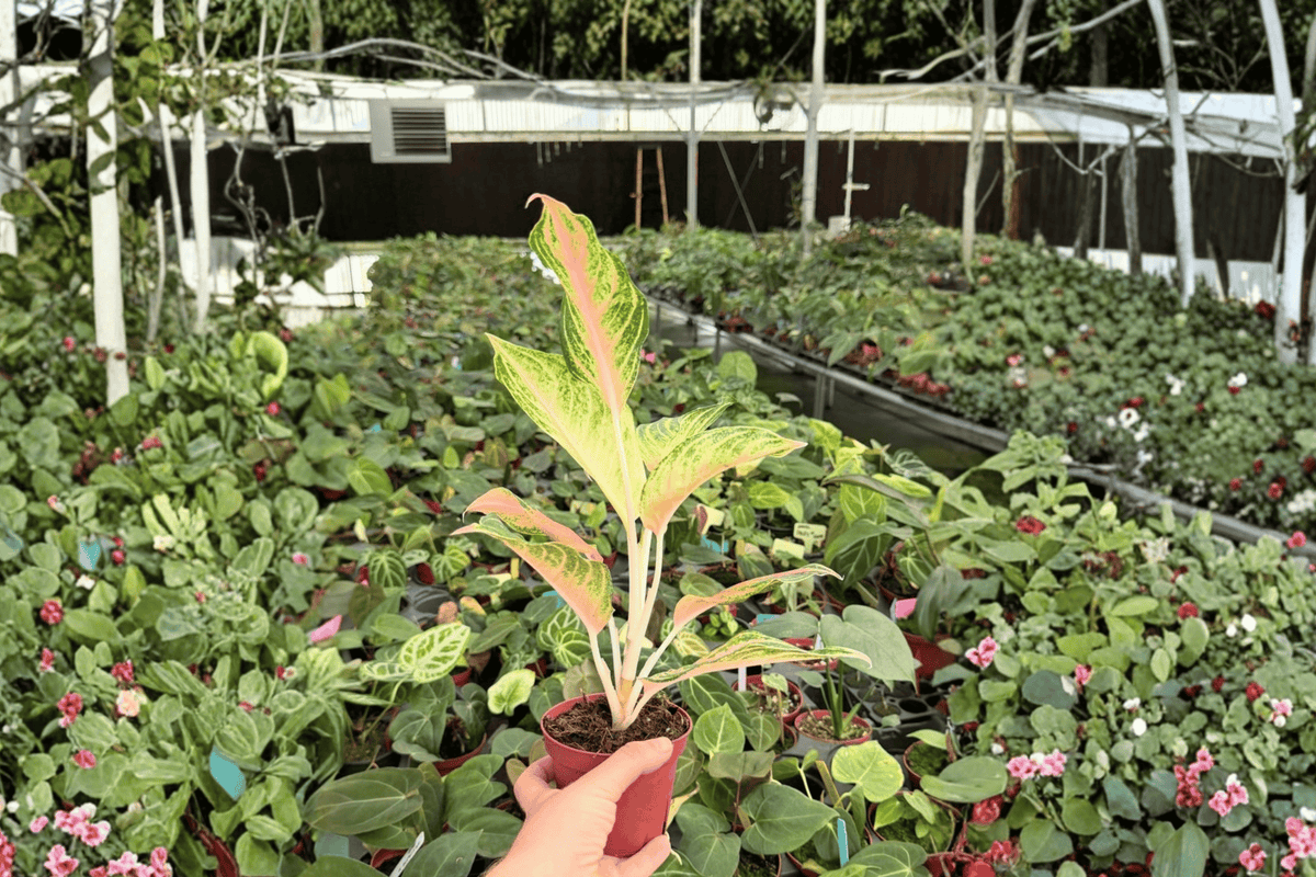 Aglaonema Red Panama Live Plants - 2-Pack in 4-Inch Pots