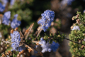 Carmel Creeper California Lilac Ceanothus griseus var. horizontalis 4-Inch Live Plant