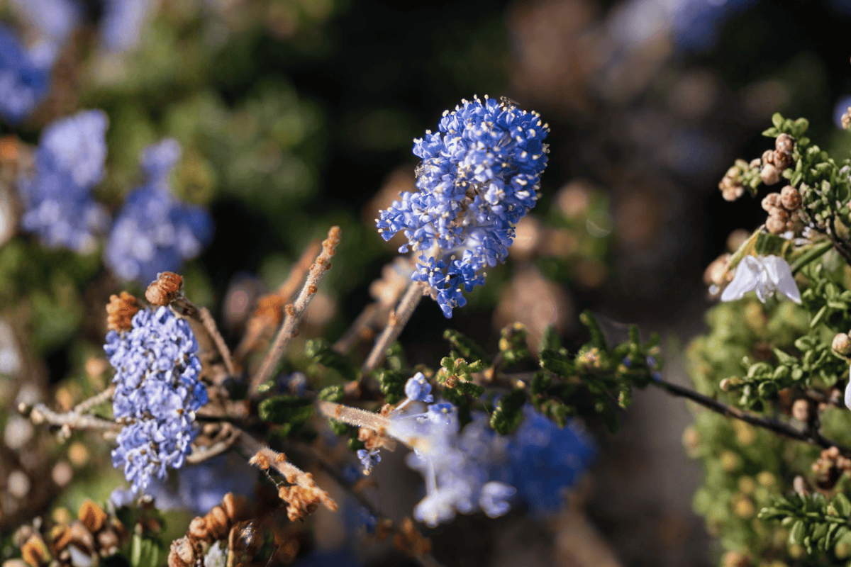 Carmel Creeper California Lilac Ceanothus griseus var. horizontalis 4-Inch Live Plant