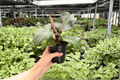 Philodendron Red Heart Live Plants - 4-Inch Pots (2-Piece) Exact Plants