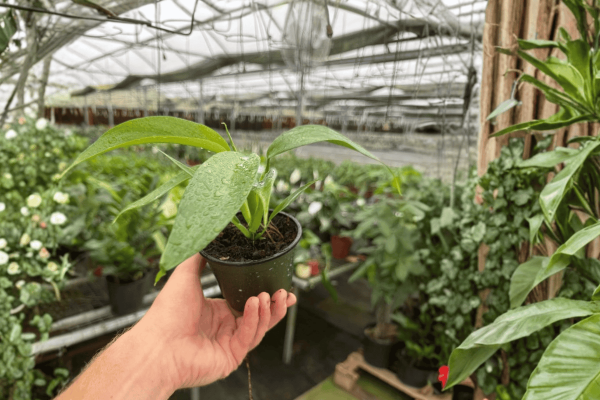 Philodendron panduriforme Live Plants — 2 in 4-Inch Pots, Tropical Climbing Aroid