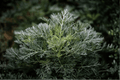 Artemisia californica 'Canyon Gray' Trailing Sagebrush – 4-Inch Live Plant
