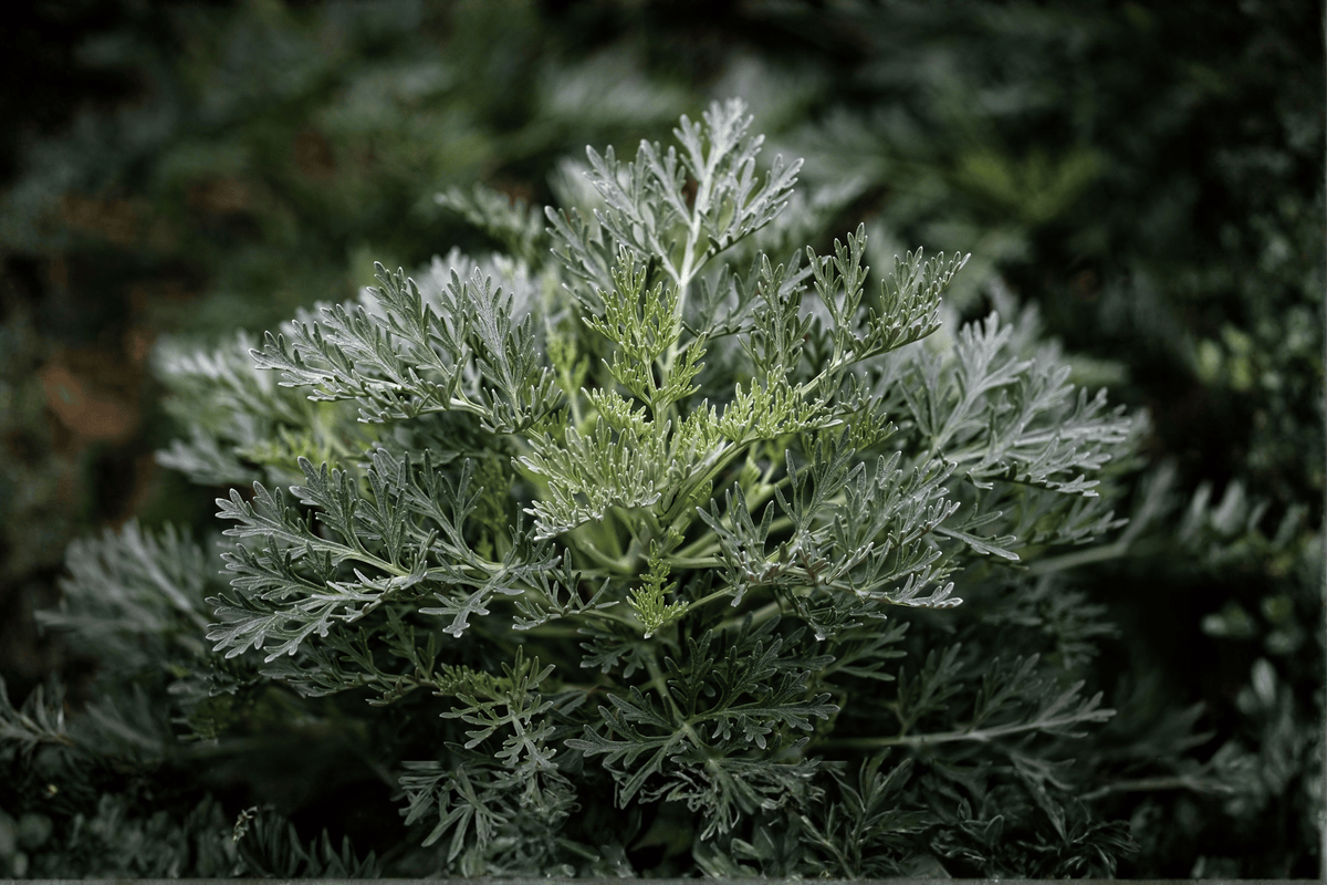Artemisia californica 'Canyon Gray' Trailing Sagebrush – 4-Inch Live Plant