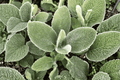 Big Ears Lamb’s Ear - Stachys byzantina 'Big Ears' (4-Inch Pot) Live Plant