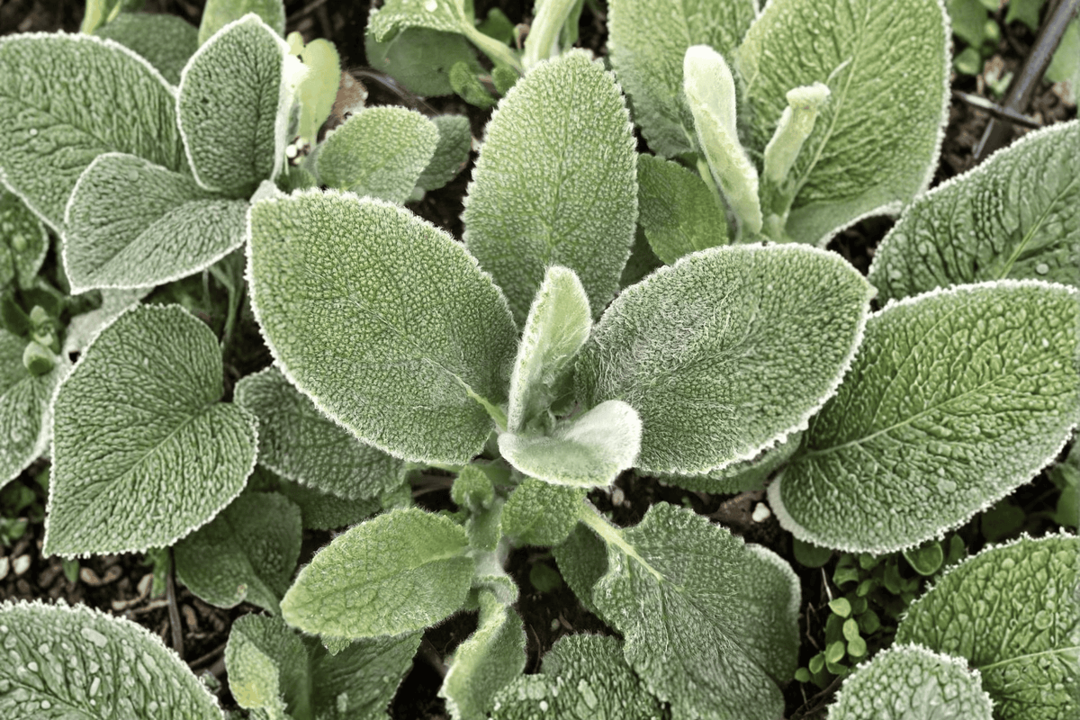 Big Ears Lamb’s Ear - Stachys byzantina 'Big Ears' (4-Inch Pot) Live Plant