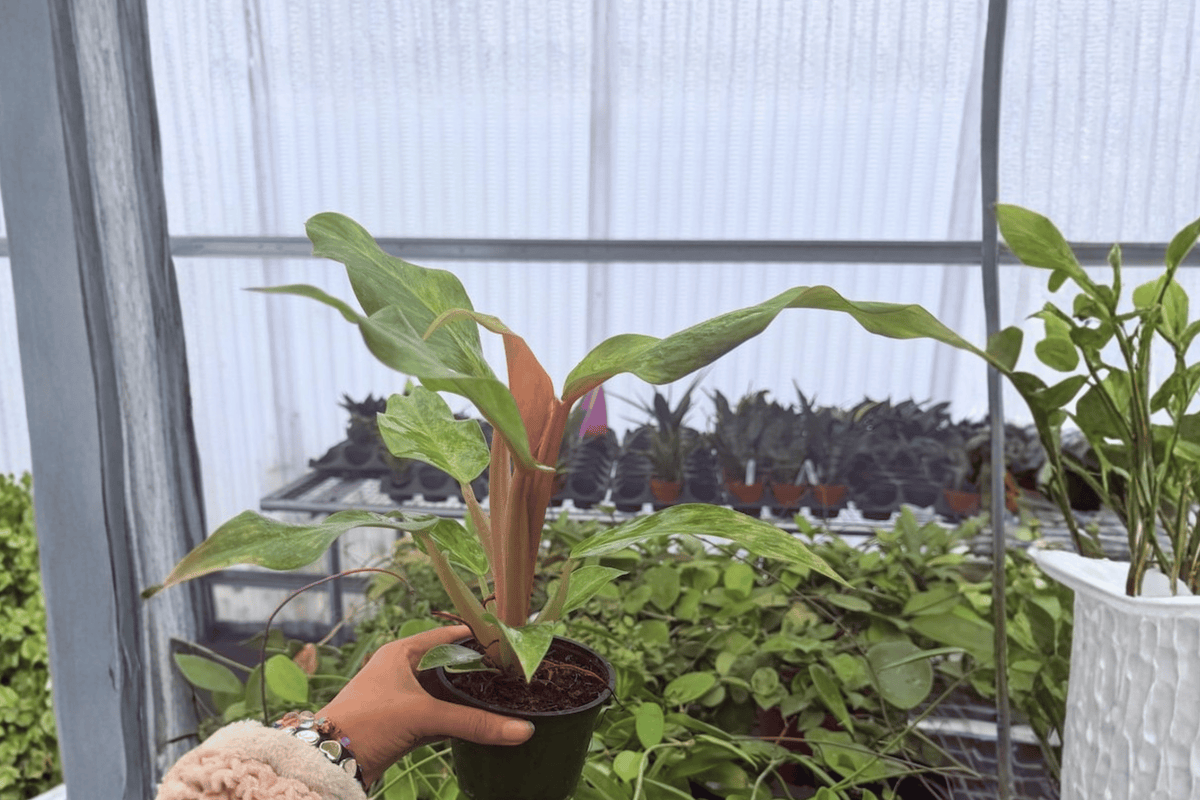 Philodendron Orange Marmalade - 2 Bare Root Live Plants, 4-inch Pot Size