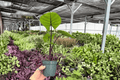 Hoya Silver Moon (2 Exact Live Plants) - 4-Inch Pots