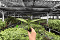 Variegated Epipremnum Amplissimum Starter Plants (2 Live) - Epipremnum amplissimum