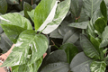 Epipremnum Pinnatum Albo - 2 Exact 4-inch Bare Root Live Plants