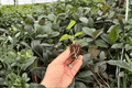 Anthurium Magnificum x Silver Blush Starter Plants in Plugs – 2 Exact Live Plants