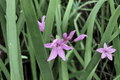 Society Garlic Live Plant Tulbaghia violacea in 4-Inch Pot