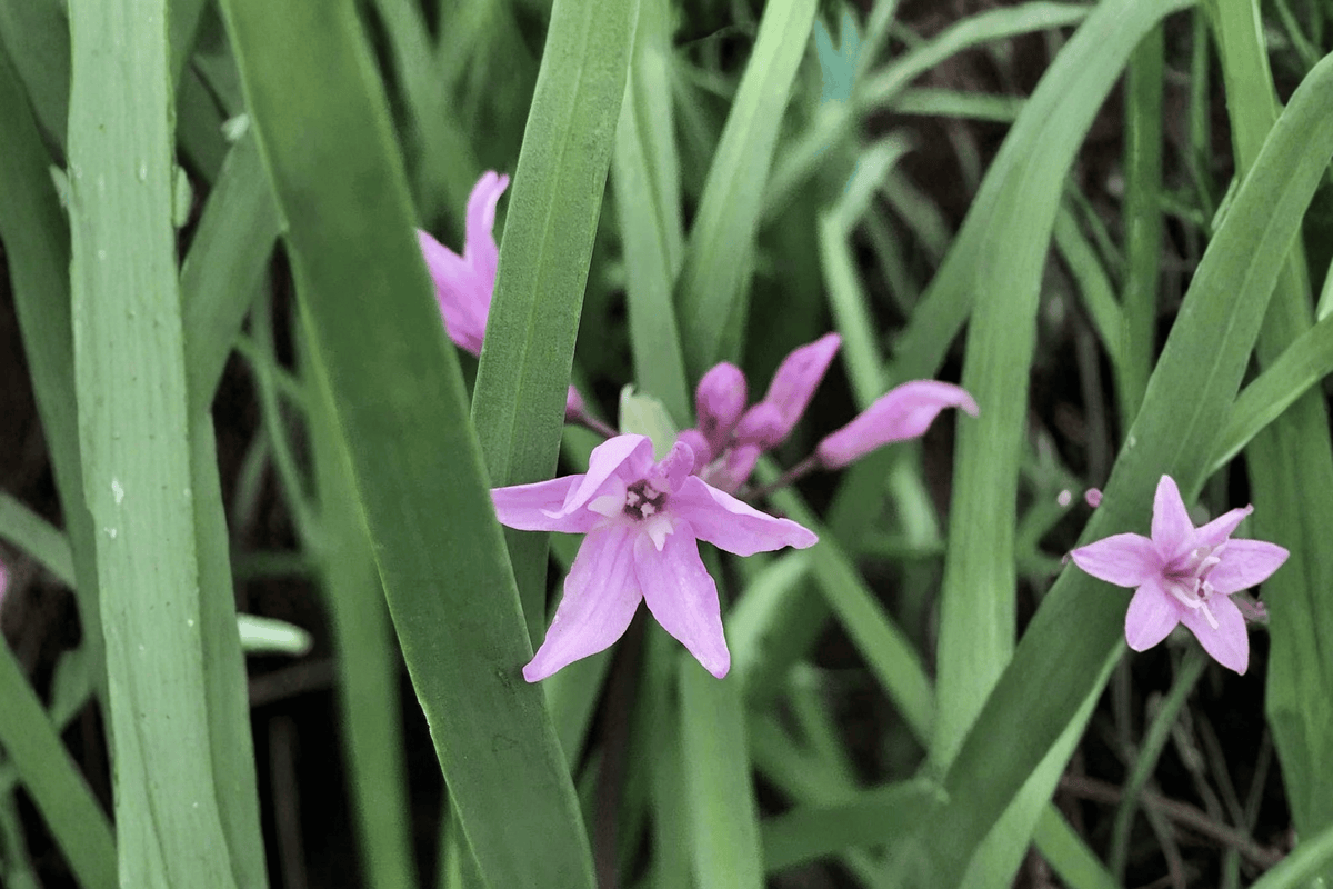 Society Garlic Live Plant Tulbaghia violacea in 4-Inch Pot