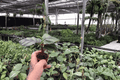 Calathea Fasciata Rotundifolia Starter Plants (Goeppertia fasciata) – 2 Live In Soil Pods