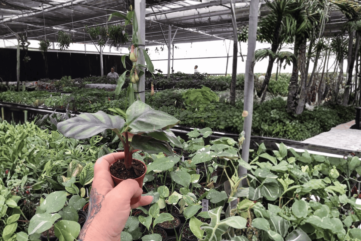 Calathea Fasciata Rotundifolia Starter Plants (Goeppertia fasciata) – 2 Live In Soil Pods