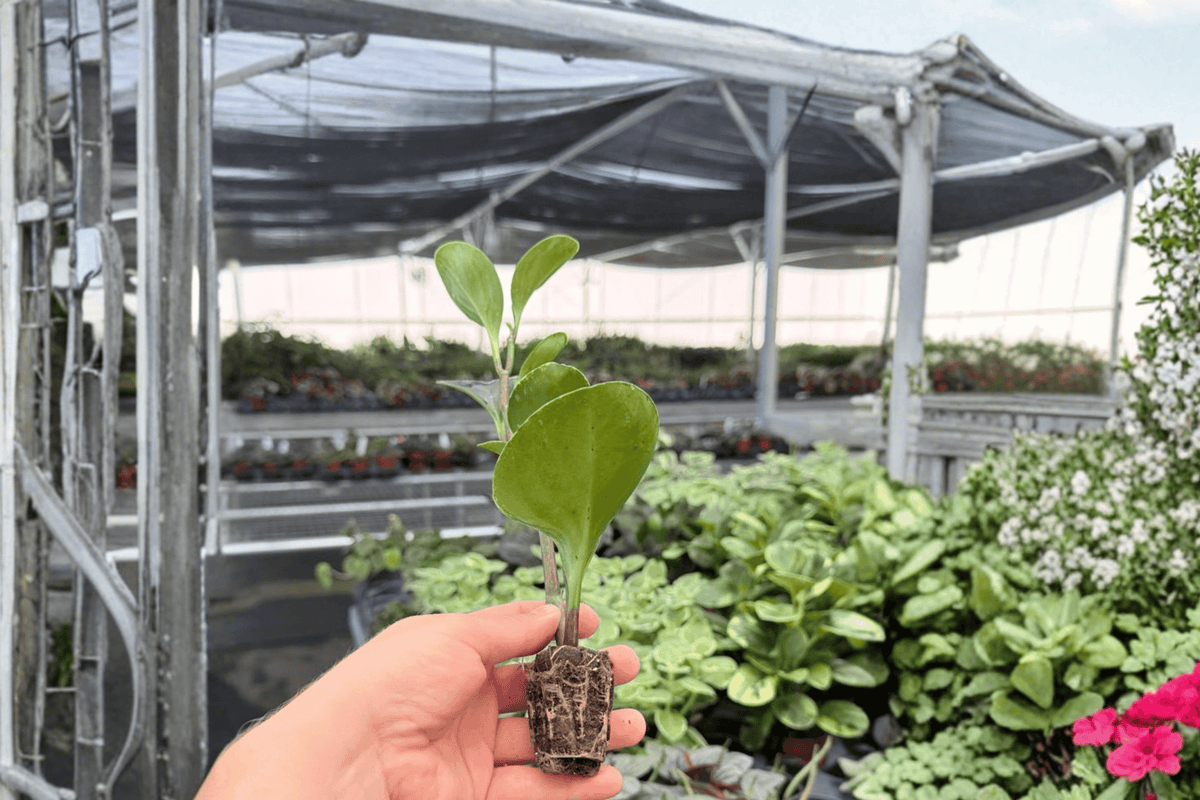 Marble Green Peperomia Albomarginata Starter Plants (2) | Peperomia obtusifolia variegata