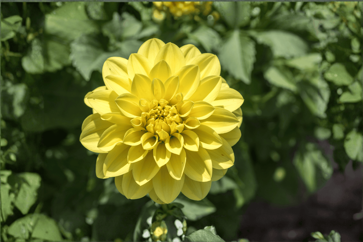 Cherie Lemon Dahlia (Dahlia variabilis) 4-Inch Live Plant