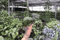 Calathea Fasciata Rotundifolia Starter Plants (2) – Goeppertia fasciata, 2-Inch Starter Size