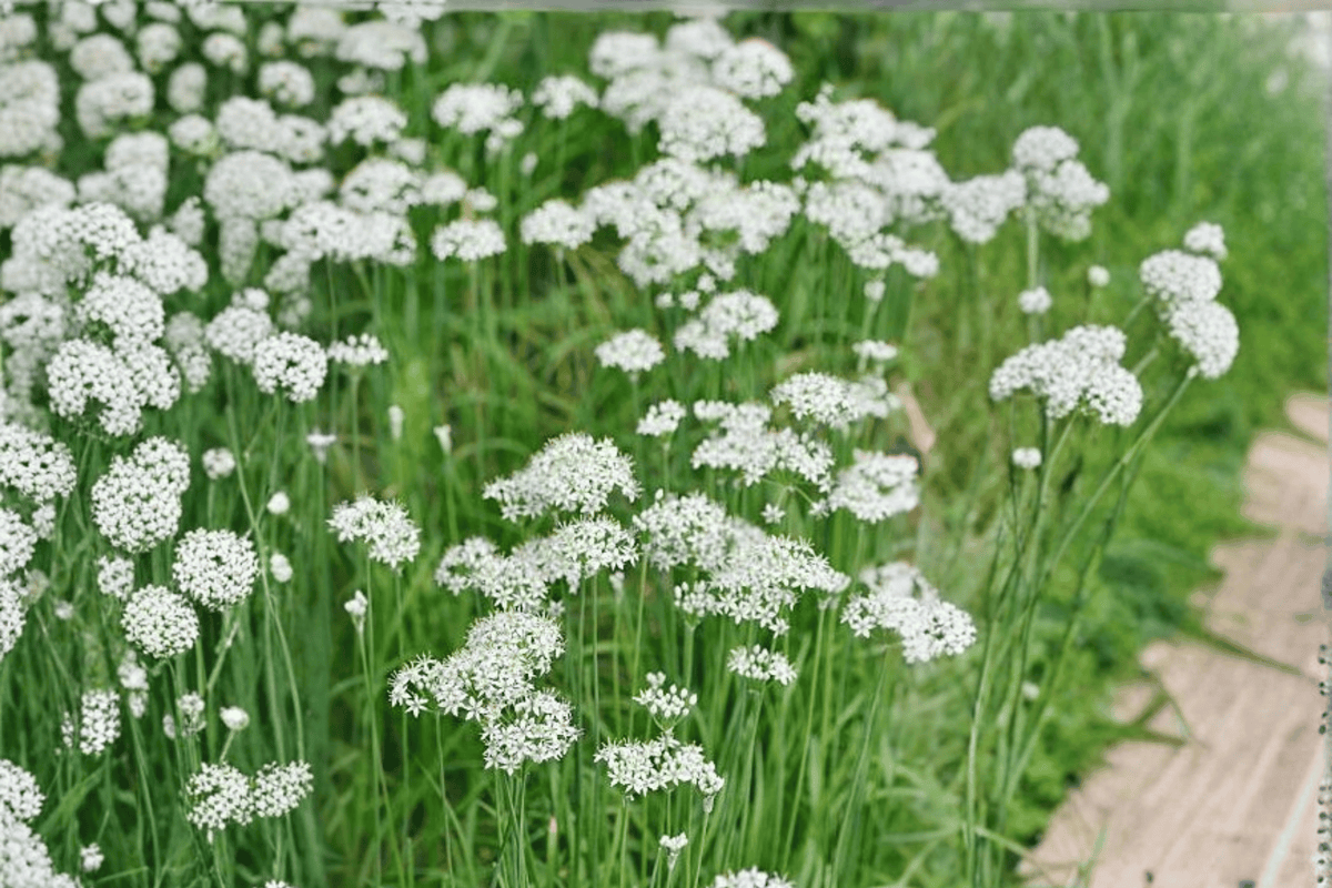 Garlic Chives Allium tuberosum - 1 Live Plant in 4-Inch Pot (Herb)