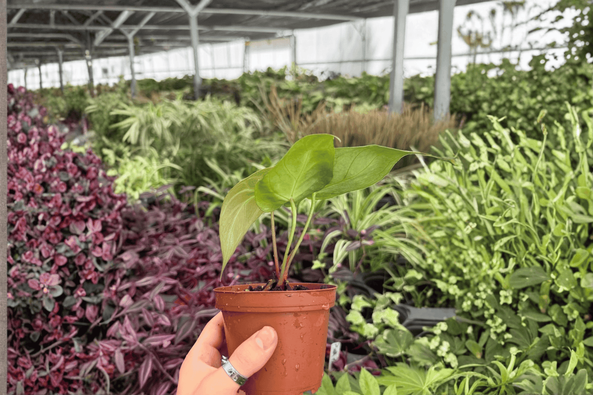 Anthurium Hoffmannii × Green Mamba - 2 Live Plants in 4-Inch Pots