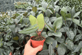 Anthurium Xone × Dressleri Live Plants (2) in 4-Inch Bare Root – Pictured Exact Plants