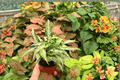 Syngonium Starlite 2 Live Plants - 4-Inch Pots