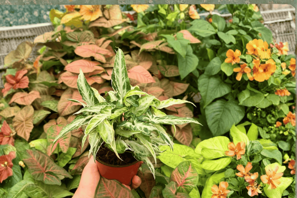 Syngonium Starlite 2 Live Plants - 4-Inch Pots