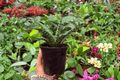 Sansevieria Hybrida Tiger — 2 Live Plants in 4-Inch Pot (Exact Plants)