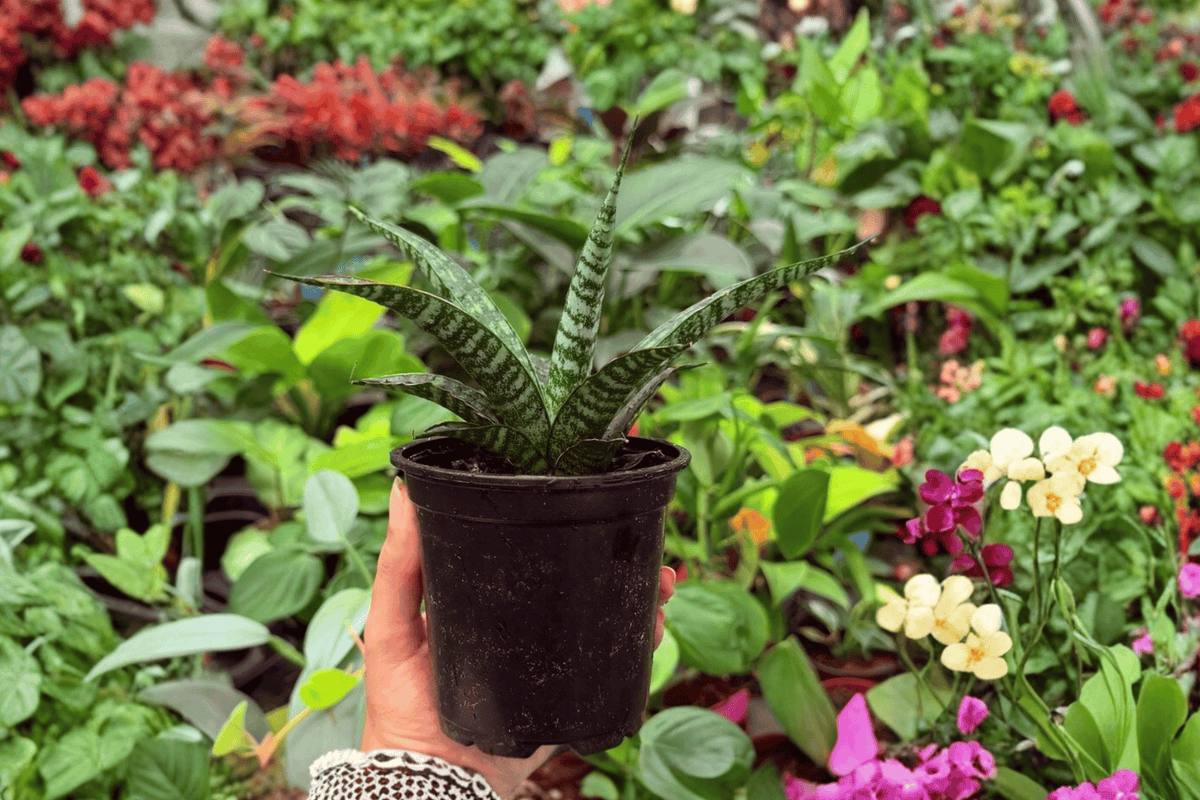 Sansevieria Hybrida Tiger — 2 Live Plants in 4-Inch Pot (Exact Plants)