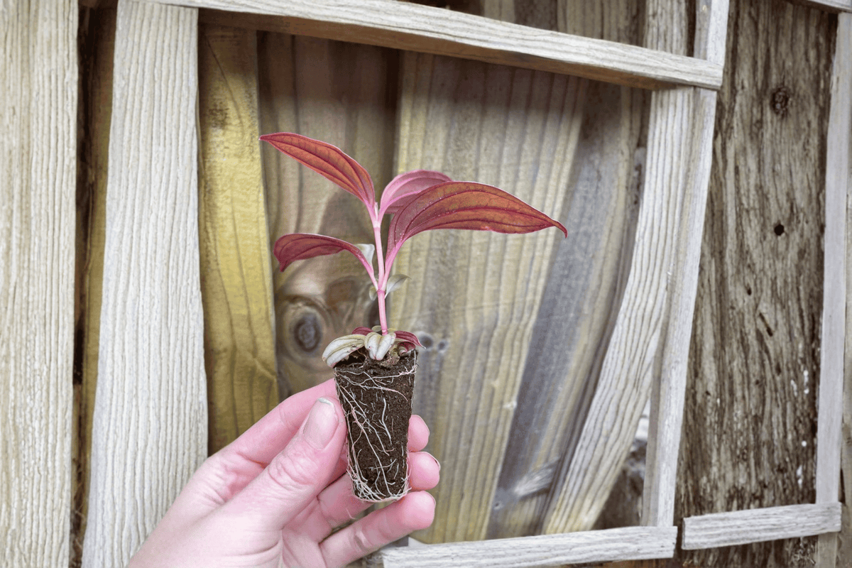 Medinilla Gregori Hambali Starter Plants (2) – Bare Root, 2" Pots
