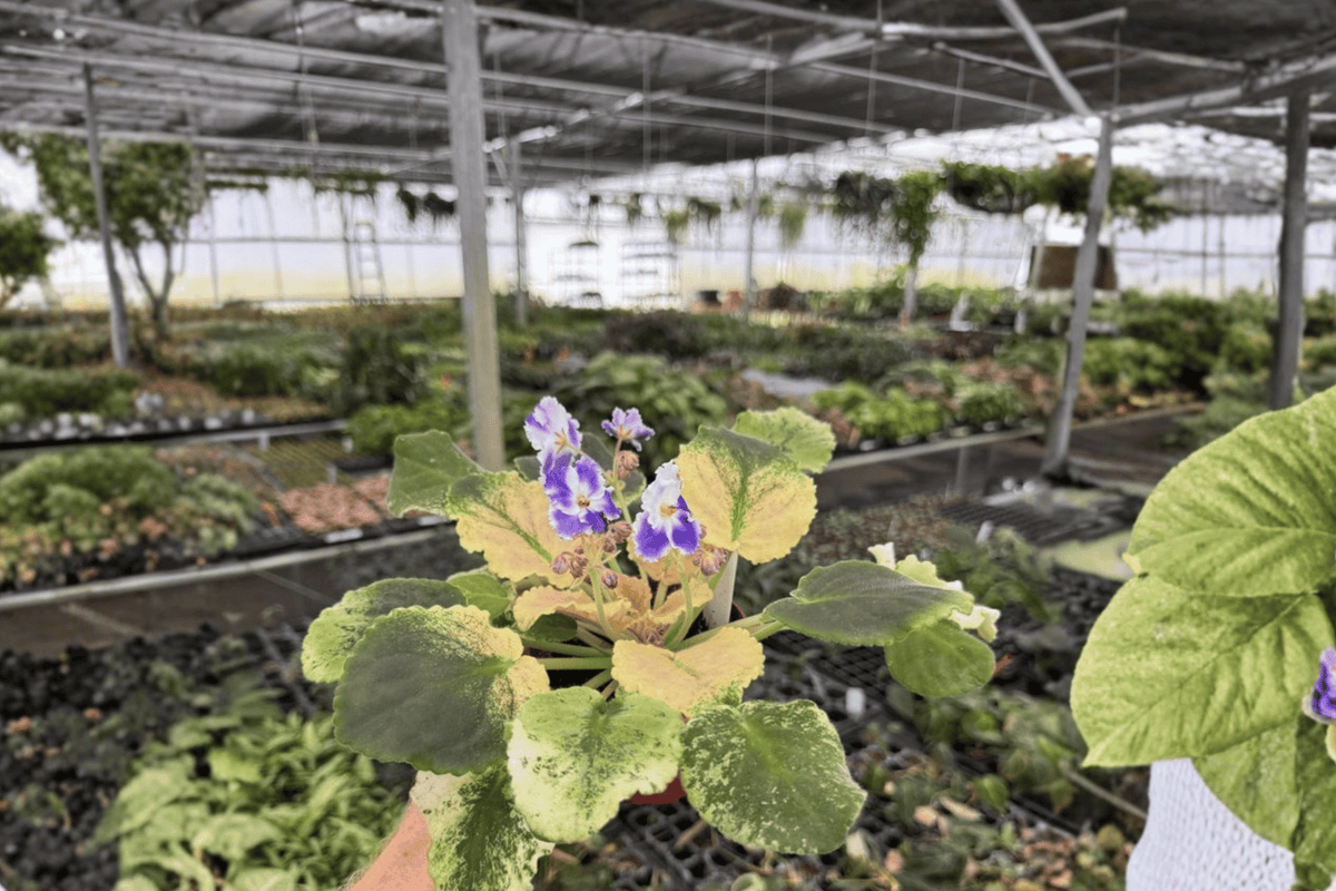 Harmony's Purple Passion African Violet - 2 Live Plants, 4-Inch Pots (Streptocarpus ionanthus)