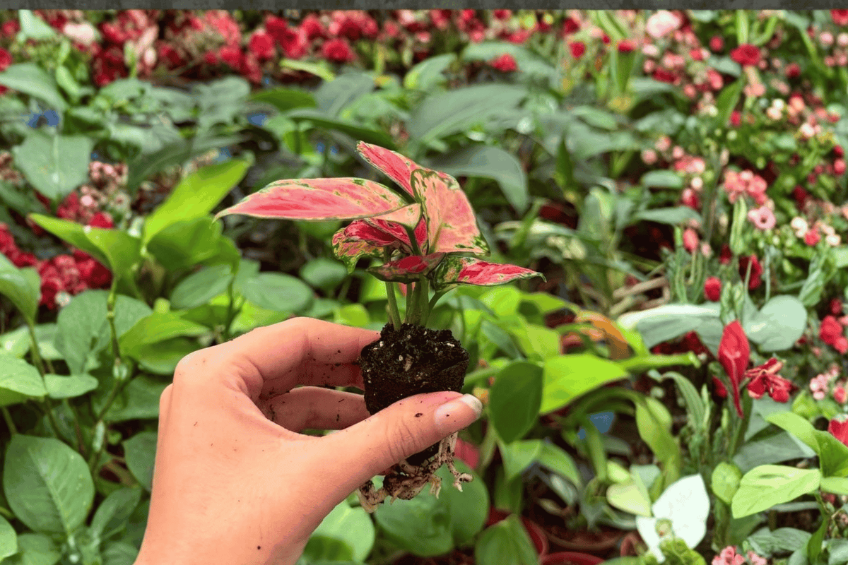 Aglaonema Red Beauty Starter Plants (2) - Exact Plants in 2" Pots