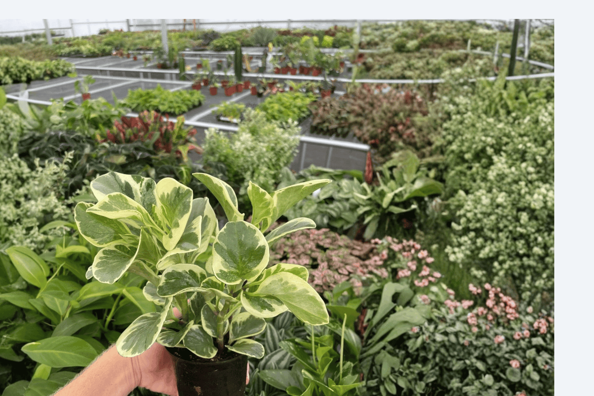 Marbled Peperomia (Peperomia obtusifolia, Variegated) - 2 Live Plants in 4-Inch Pots
