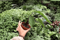 Alocasia Dark Star Live Plants - 2-Pack in 4-Inch Pots