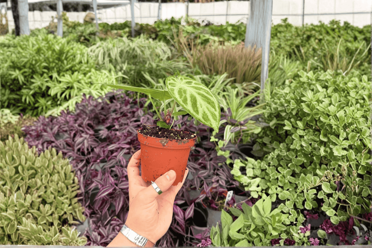 Anthurium Silver x Ferrari 2 Exact Live Plants - 4-Inch Pots