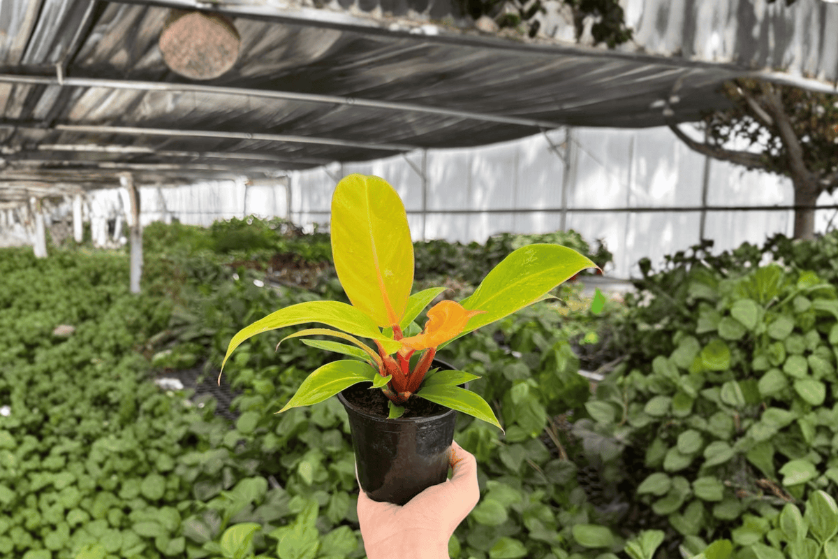 Philodendron Prince of Orange - 2 Live Plants in 4-Inch Pots